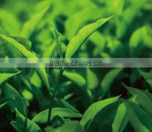 Organic and Delicious Matcha Green Tea Powder Organic at Reasonable Prices , Small Lot Order Available thumbnail-4
