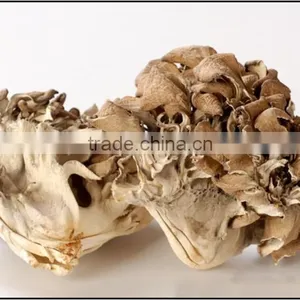 Best Selling Organic Dried Maitake Mushroom thumbnail-2