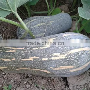 HPU11 Kuangba Hammer Orange F1 Hybrid Pumpkin Seeds thumbnail-1
