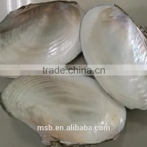 White Mother of Pearl Farmed Freshwater Raw River Shell thumbnail-1