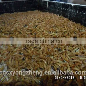 Pet Food Good Quality High Protein 2.8 cm Freeze Dried Mealworm thumbnail-6