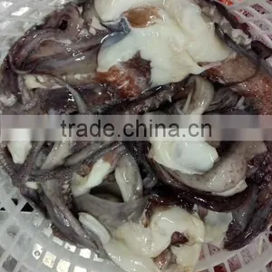 Frozen Bait of Giant Squid Tentacle thumbnail-1