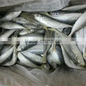 Price Fresh Prawns Horse Mackerel thumbnail-2