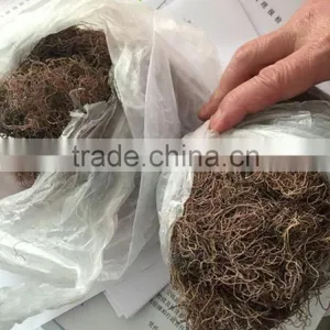 Sell Gracilaria, Eucheuma Spinosum And Eucheuma Cottoni Seaweeds thumbnail-2