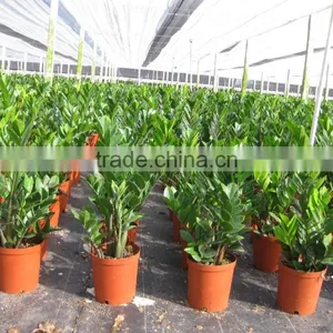 Zamioculcas Zamiifolia thumbnail-5