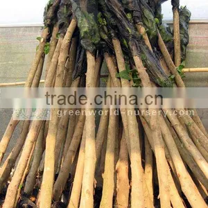 Ficus Altissima D8cm Packed thumbnail-1