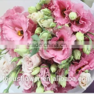 Colorful Fresh Cut Flower Eustoma With High Quality From China thumbnail-3