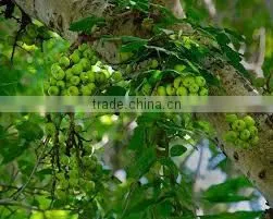 FICUS FACEMOSA thumbnail-1