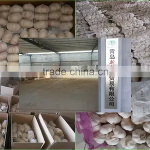 Export Chinese Fresh/Dried Ginger In Market Price thumbnail-5
