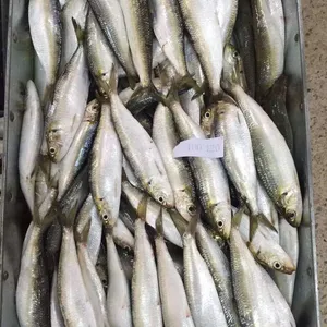 Frozen Sardine thumbnail-1