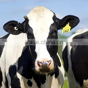 VANCH RFID Animal Ear Tag/WIFI Rfid Reader for Cattle Tracking Management thumbnail-3