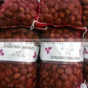Fresh Chestnut thumbnail-4