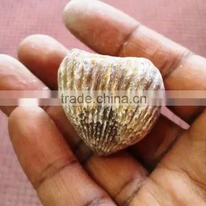 Fossil for Sale thumbnail-2