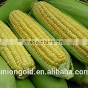 Non-GMO Cut Sweet Corn Kernels/niblet thumbnail-3