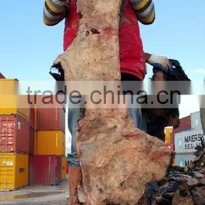 WET SALTED COW HEAD SKIN thumbnail-4