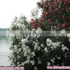 Blooming Nerium Indicum Milli of Outdoor Landscaping Foliage Decorative Ornamental Plants thumbnail-4