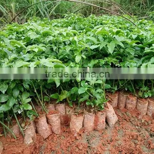 Passion Fruit Tree Seedling thumbnail-4
