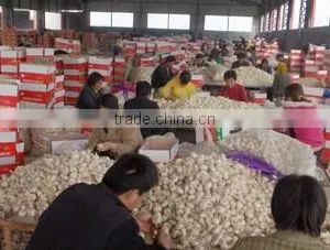 Linquan Global Foods Co., Ltd. company overview - view 2 thumbnail