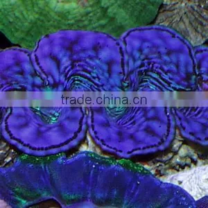 Tridacna Clam Vietnam thumbnail-1