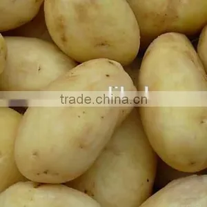 Potato Washing Peeling Prodcution Line Processing Line thumbnail-3