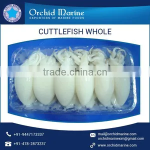 Cuttlefish Whole thumbnail-6