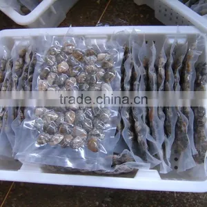 Raw Frozen Short Necked Clam thumbnail-5