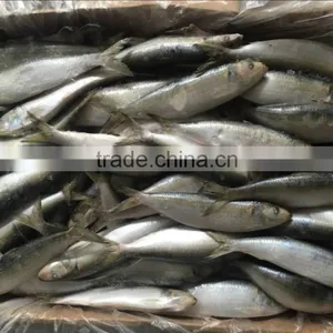 FROZEN WHOLE ROUND SARDINE SEAFOOD FOR SALE thumbnail-1