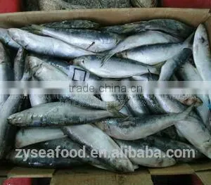 Grade A Frozen Sardine Fish thumbnail-1