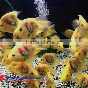 Tattoo Parrot Cichid Fish for Freshwater Ornamental Aquarium Fish thumbnail-1