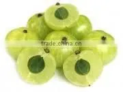 Phyllanthus Amarus Extract thumbnail-4