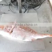 WR Frozen Red Porgy thumbnail-2