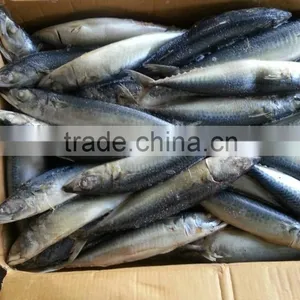 200g Up Frozen Mackerel Frozen Pacific Mackerel Material thumbnail-1
