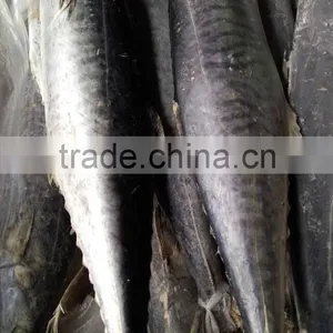Whole Round Scomberomorus Niphonius Fish Frozen Spanish Mackerel thumbnail-1