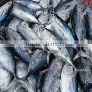 Frozen Yellowfin Tuna Fish thumbnail-3