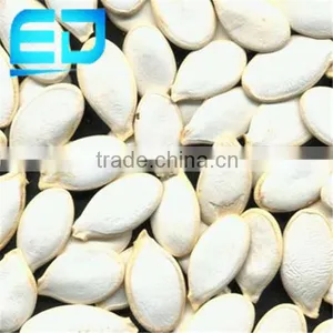 White Pumpkin Seeds From China, Wholesale Pumpkin Seeds, Seed Pumpkin thumbnail-1