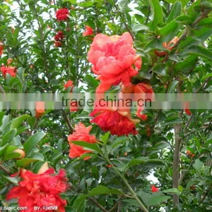Huminrich Shenyang Water Soluble SY1001 Organic Fertilizer Extracted From Algae thumbnail-2