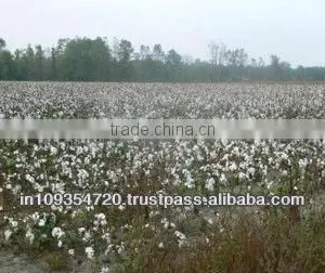 Raw Cotton Gujarat thumbnail-1
