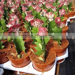 Mini Indoor Potted Plant for Domirtory Decor thumbnail-2