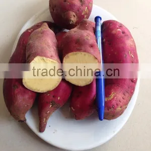 EXPORT SWEET POTATO , HIGHT QUALITY, COMPETITIVE PRICE thumbnail-2