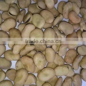 2016 Broad Beans for Cannery Fava Beans Price Faba Bean Wholesale thumbnail-4