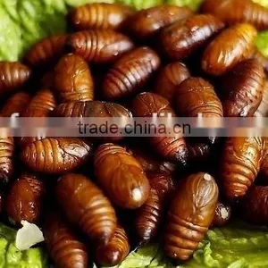 Frozen IQF Silkworm thumbnail-3