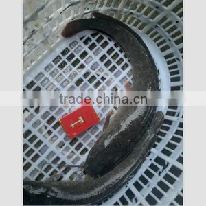 Live Catfish From Xiamen HHF Frozen Fish Company thumbnail-1