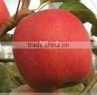 Crisp Fuji Apple thumbnail-1