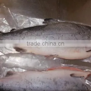 Salmon Coho thumbnail-1