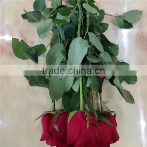 Export Rose Fresh Cut Flowers From Yunnan of China thumbnail-2