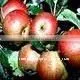 Apple Seed Oil (Calocarpum Mamossum) thumbnail-1