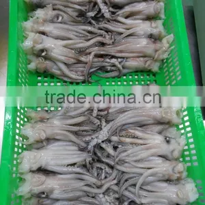 Frozen BQF Todarodes Squid Head in Sale thumbnail-3