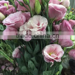 Good Quality Pink Eustoma Cut Fresh Flowers For Mother's Day thumbnail-6