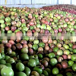 Vietnam Fresh Passion Fruit/Whole Frozen Passion Fruit/Organic Fresh Passion Freuit thumbnail-2