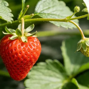 Fragrant Strawberry Seedlings thumbnail-1